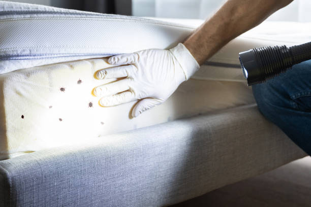 Trusted Vineyard Haven, MA Pest Control Experts