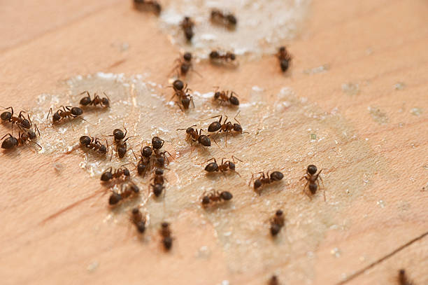 Best Mosquito Control Services  in Vineyard Haven, MA